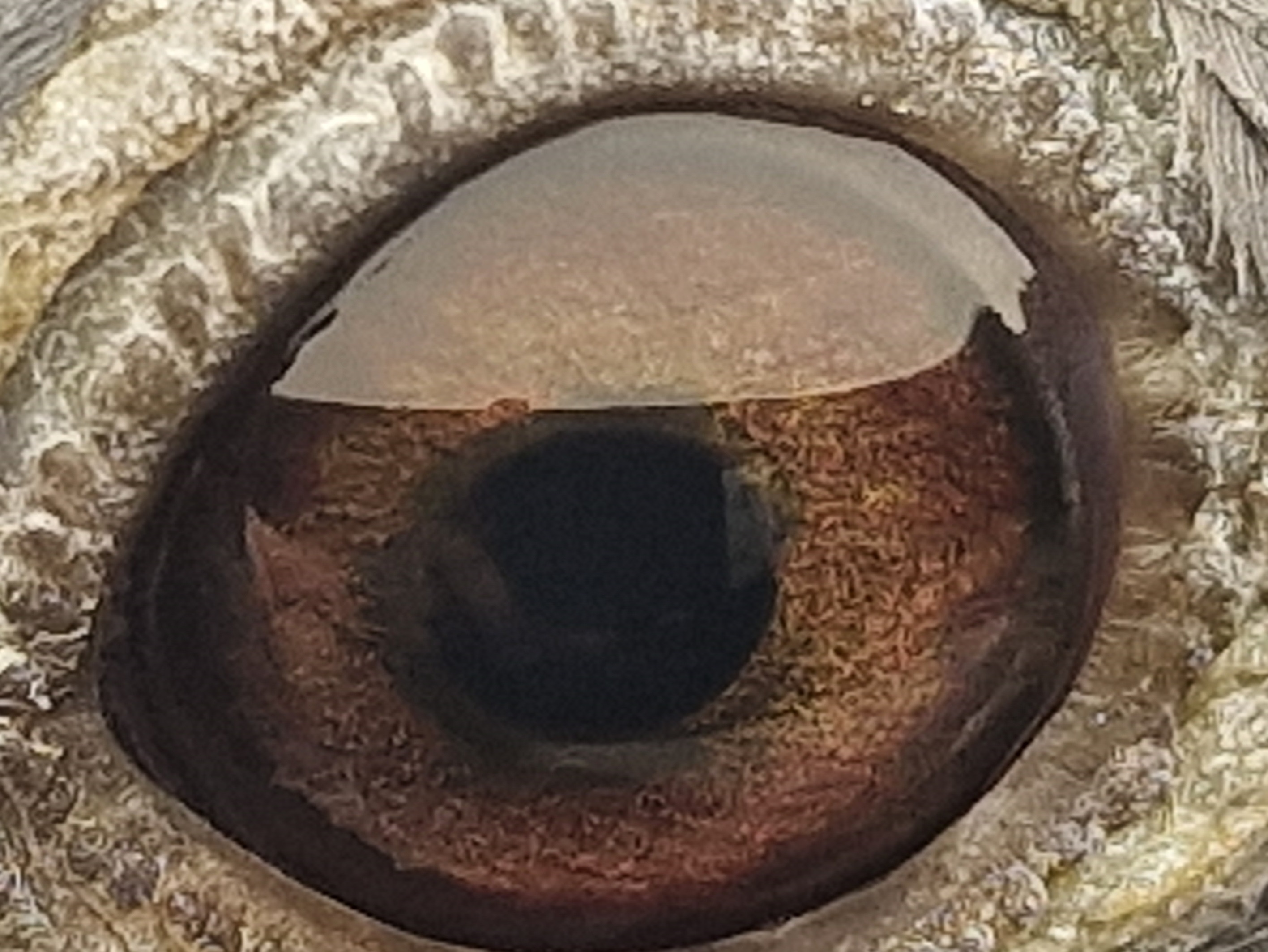 Pigeon eye